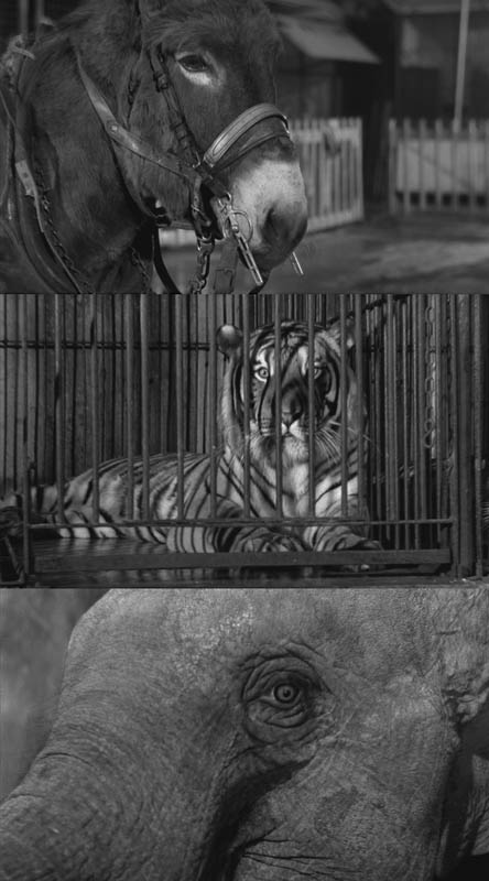 Au hasard Balthazar, şiirde de bahsedilen, masumiyetin temsili farklı hayvanların bakışma sahnesi.