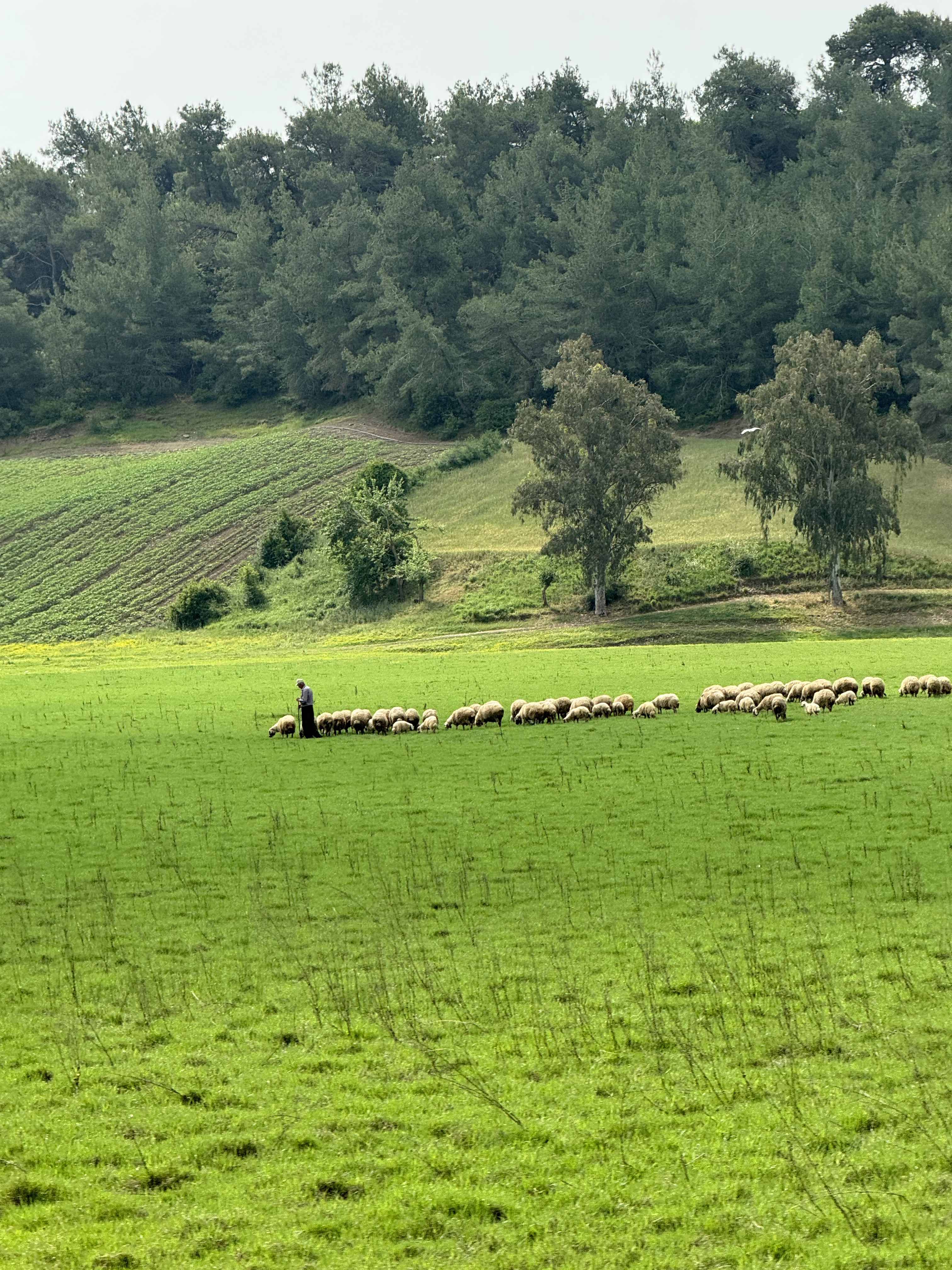 Bir çoban ve koyun sürüsü