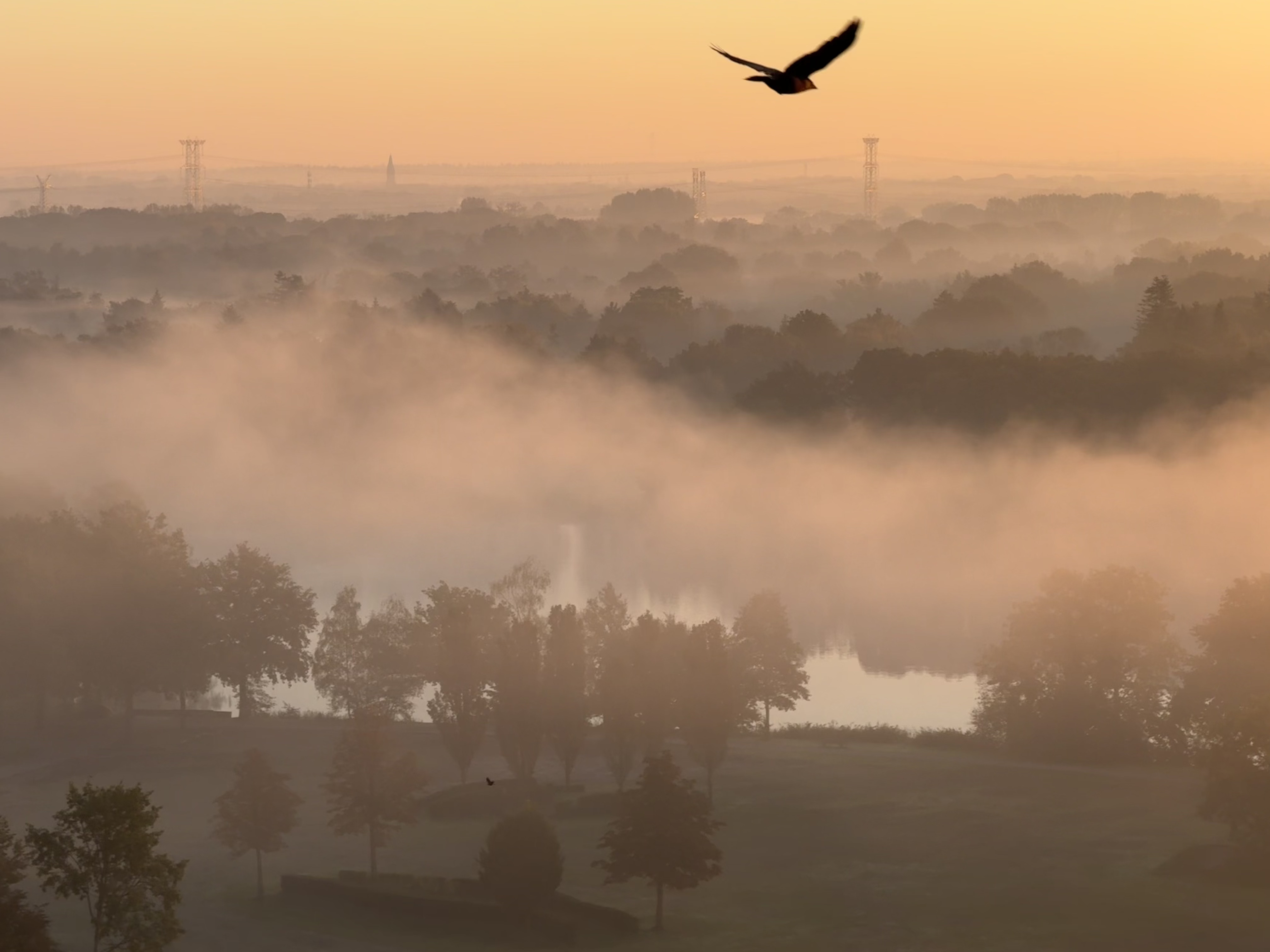 Gün doğumunda sisli, turuncu bir gökyüzünde bir kuş