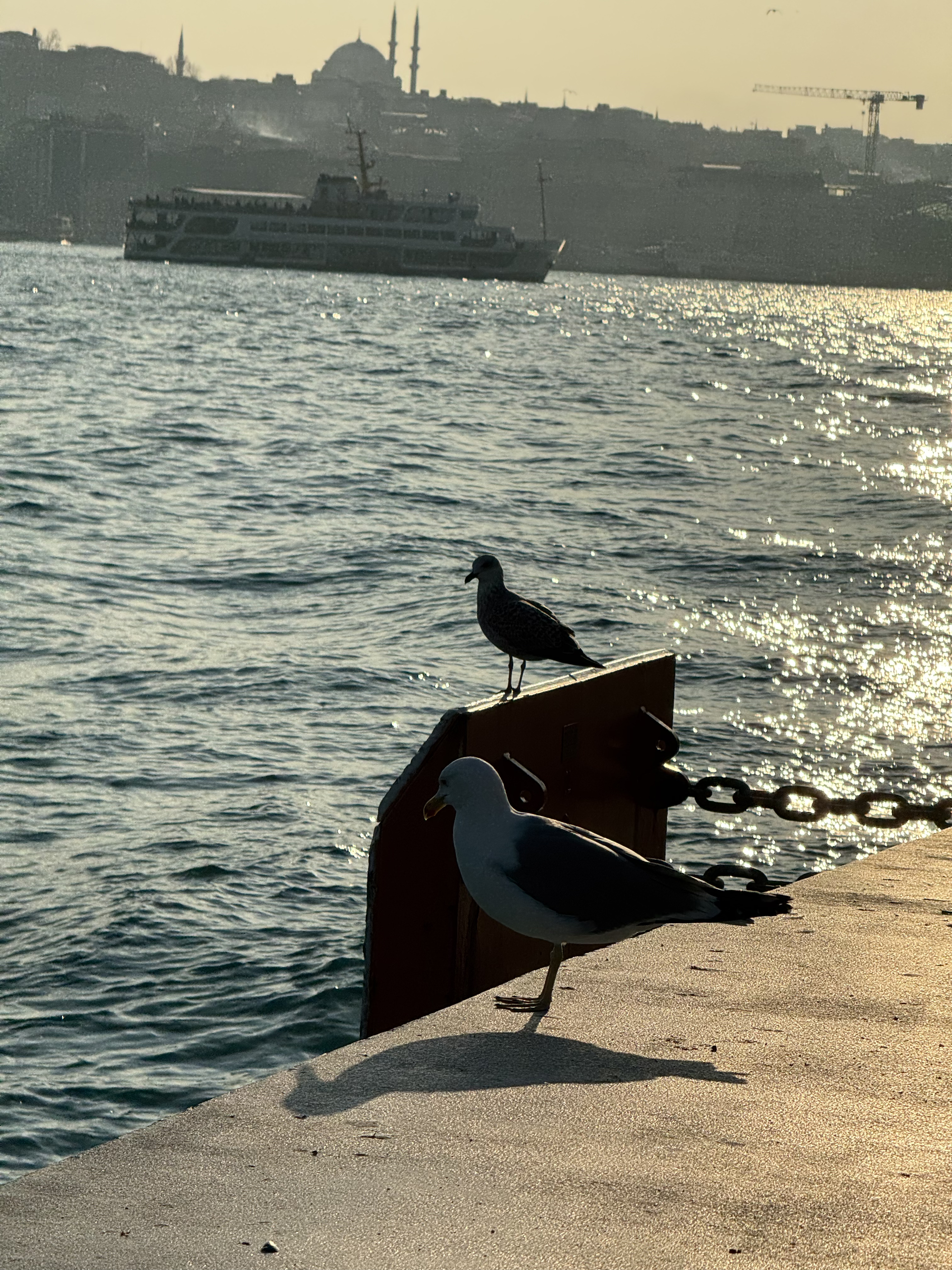 Kamera için poz veren iki martı