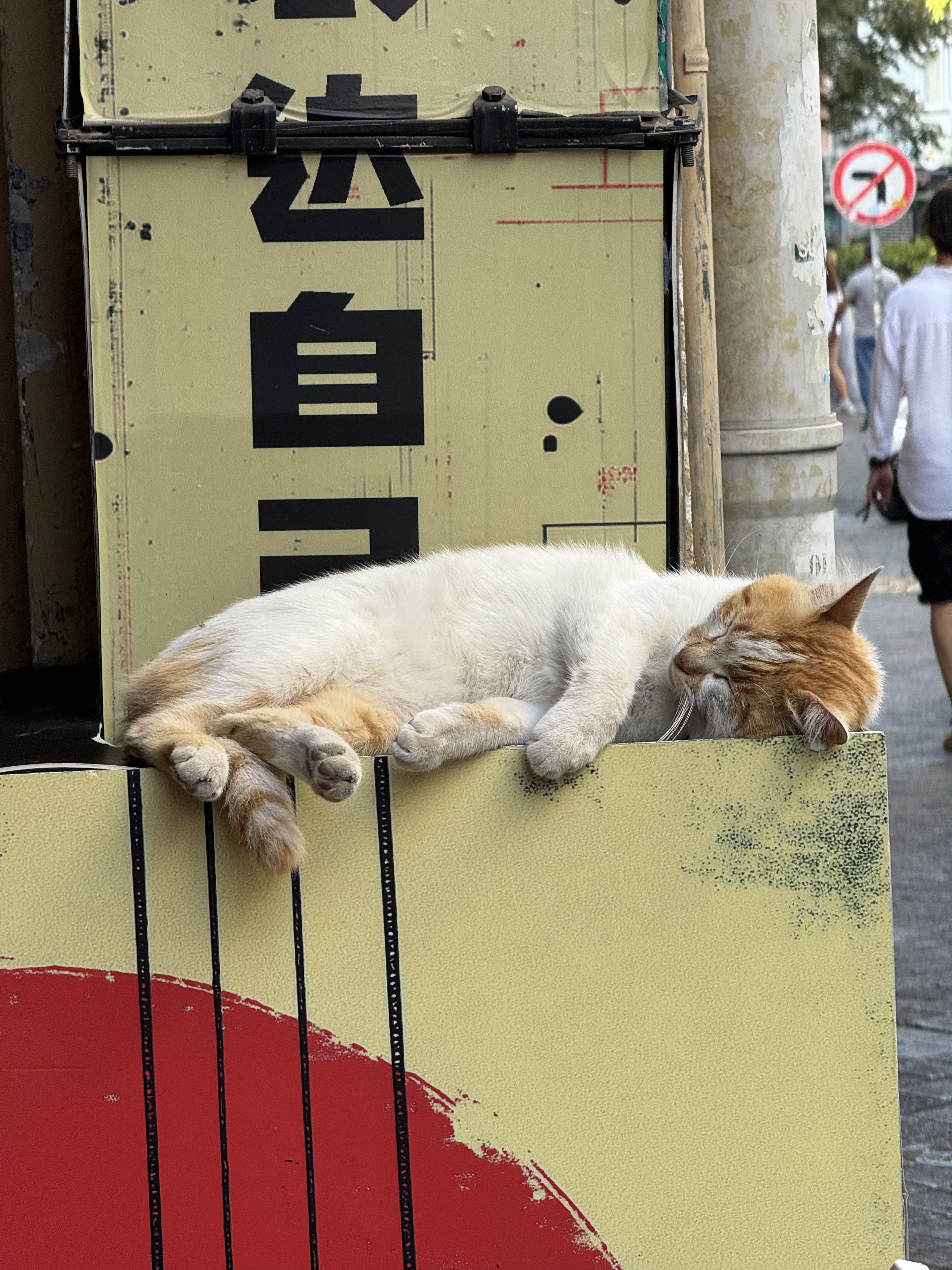 Arka planda Japonca yazı olan uyuyan bir kedi