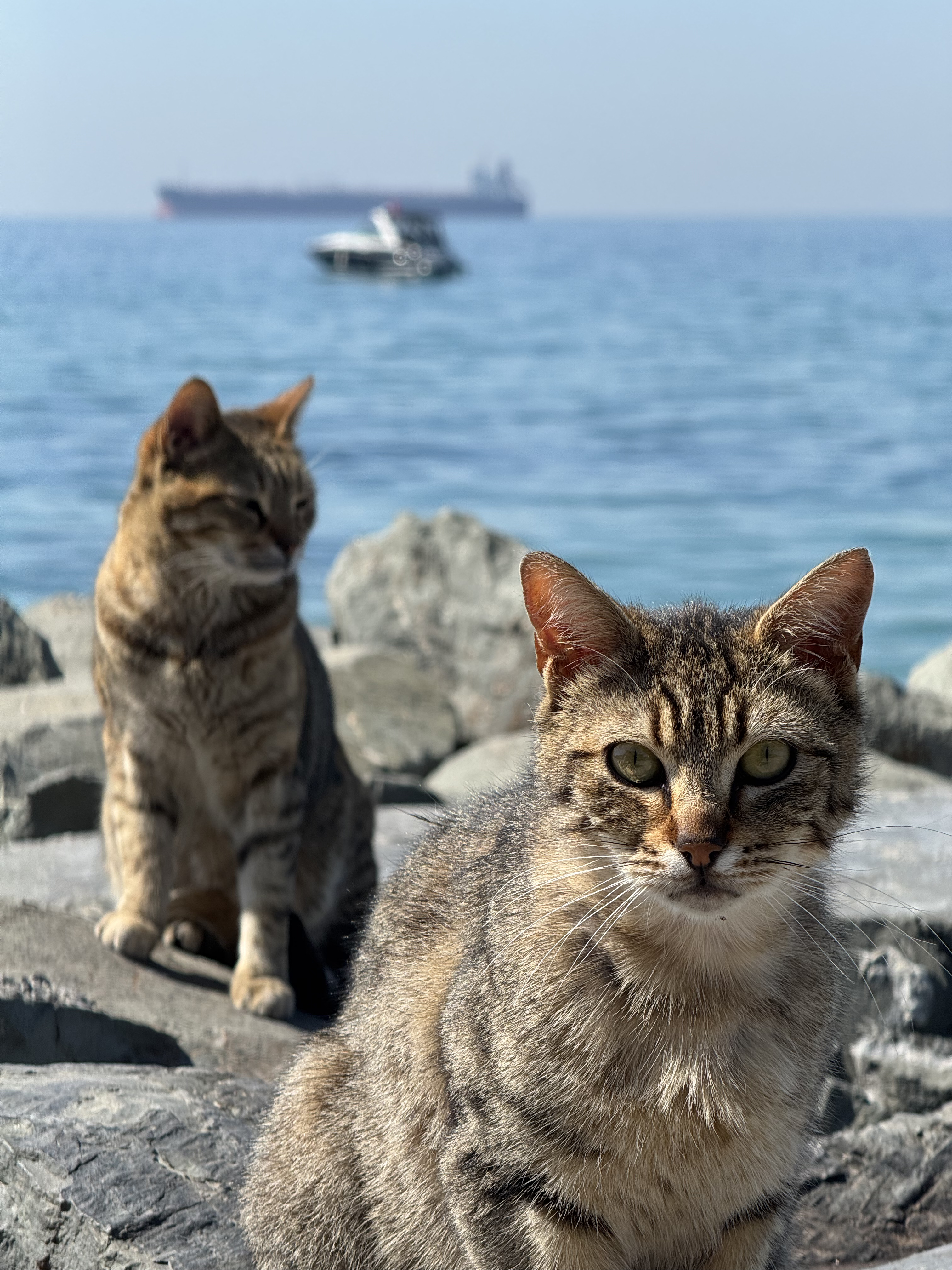 Aqua Florya'da denizin önünde iki kedi