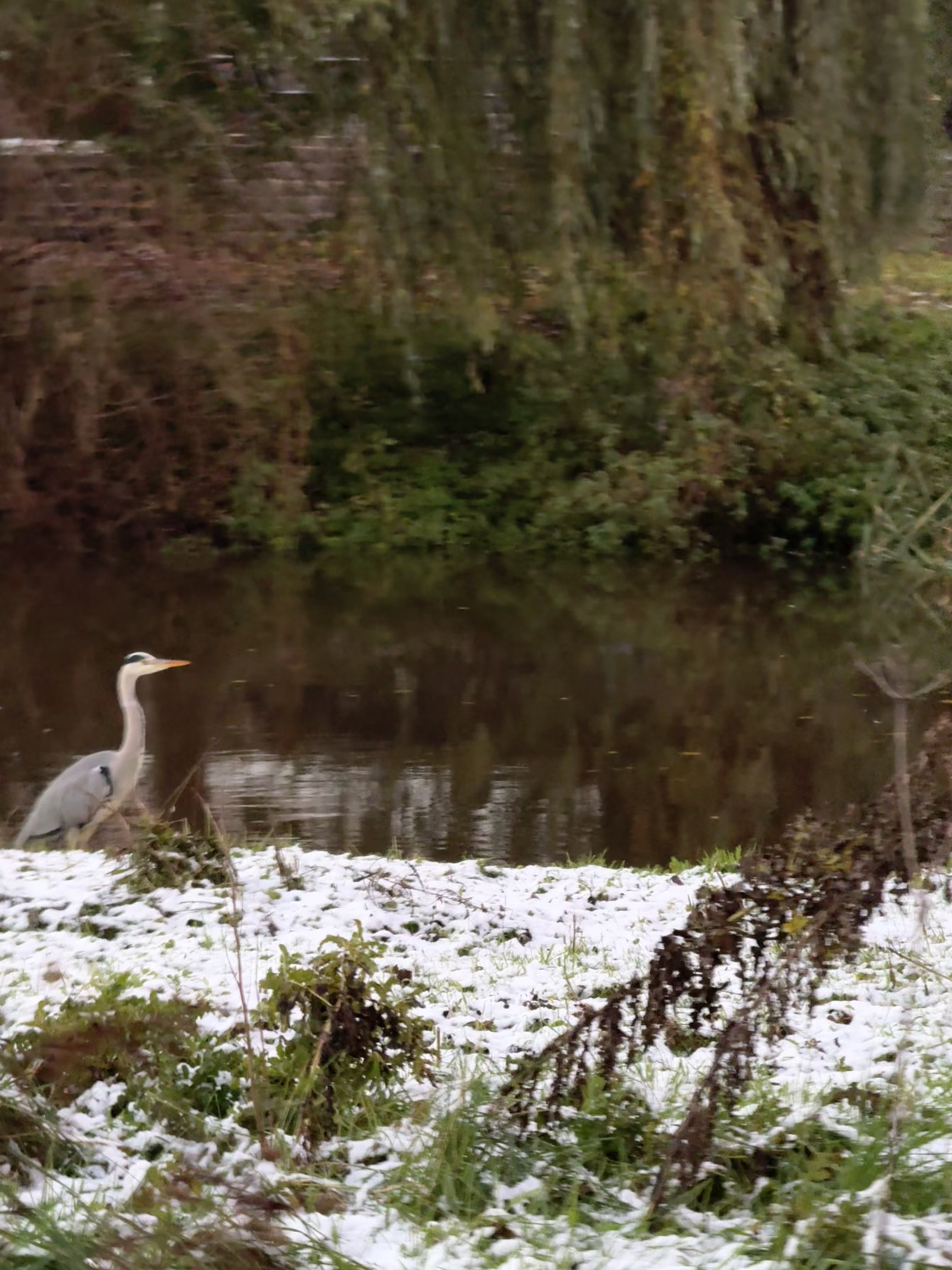 TU Eindhoven'da karda avlanan bir balıkçıl