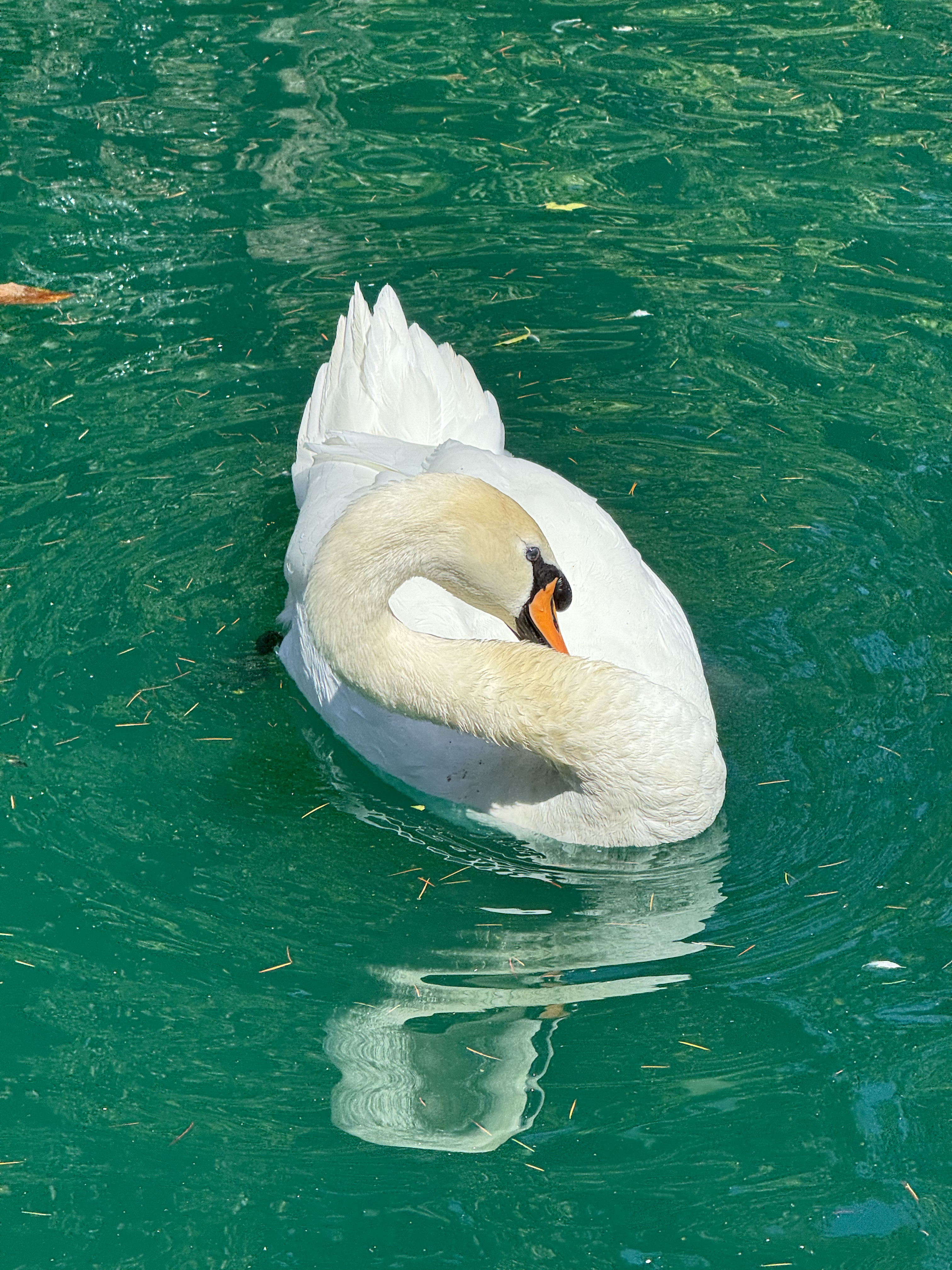 İstanbul'da bir kuğu