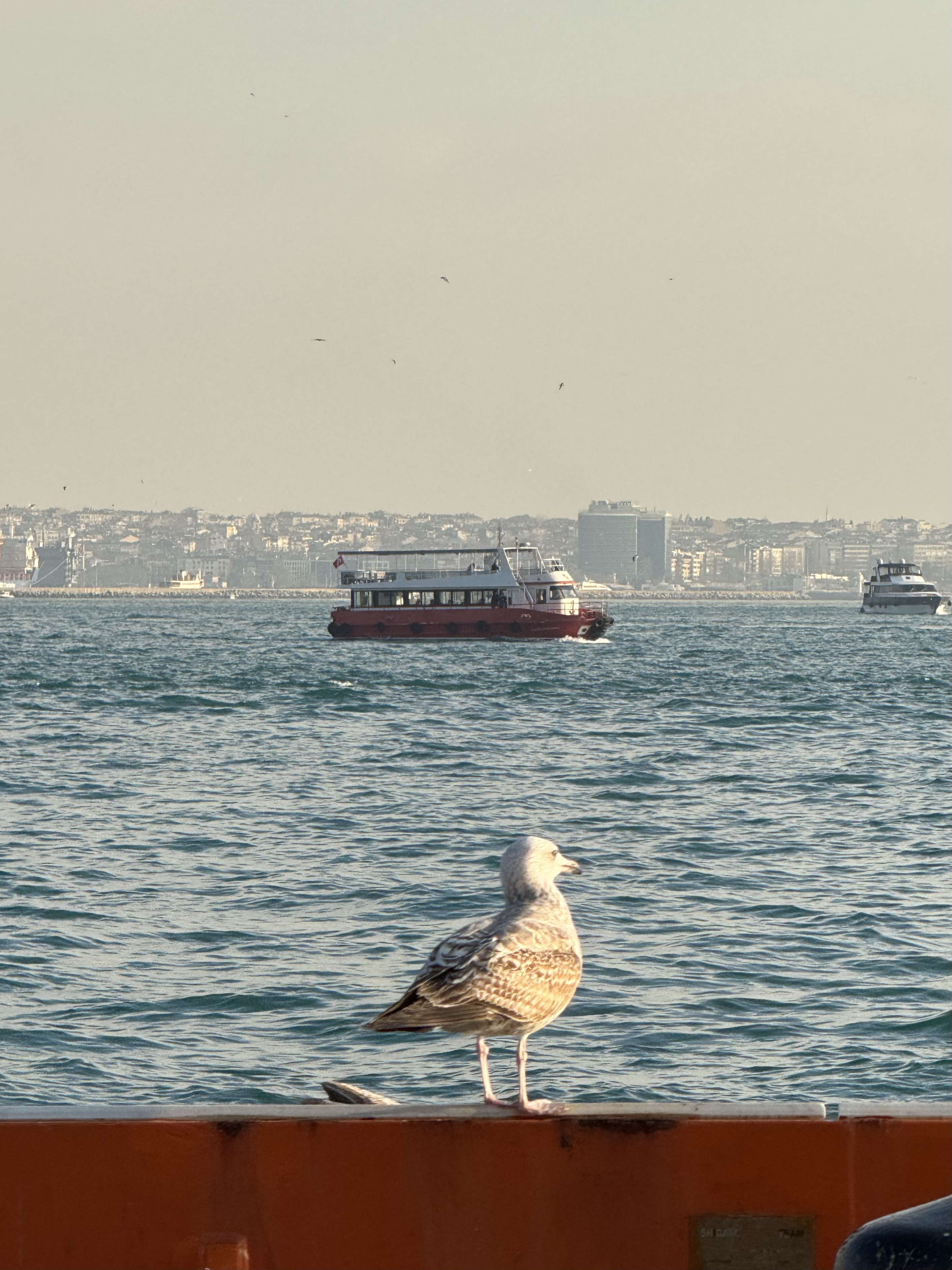 Boğaz'a bakan yalnız bir martı