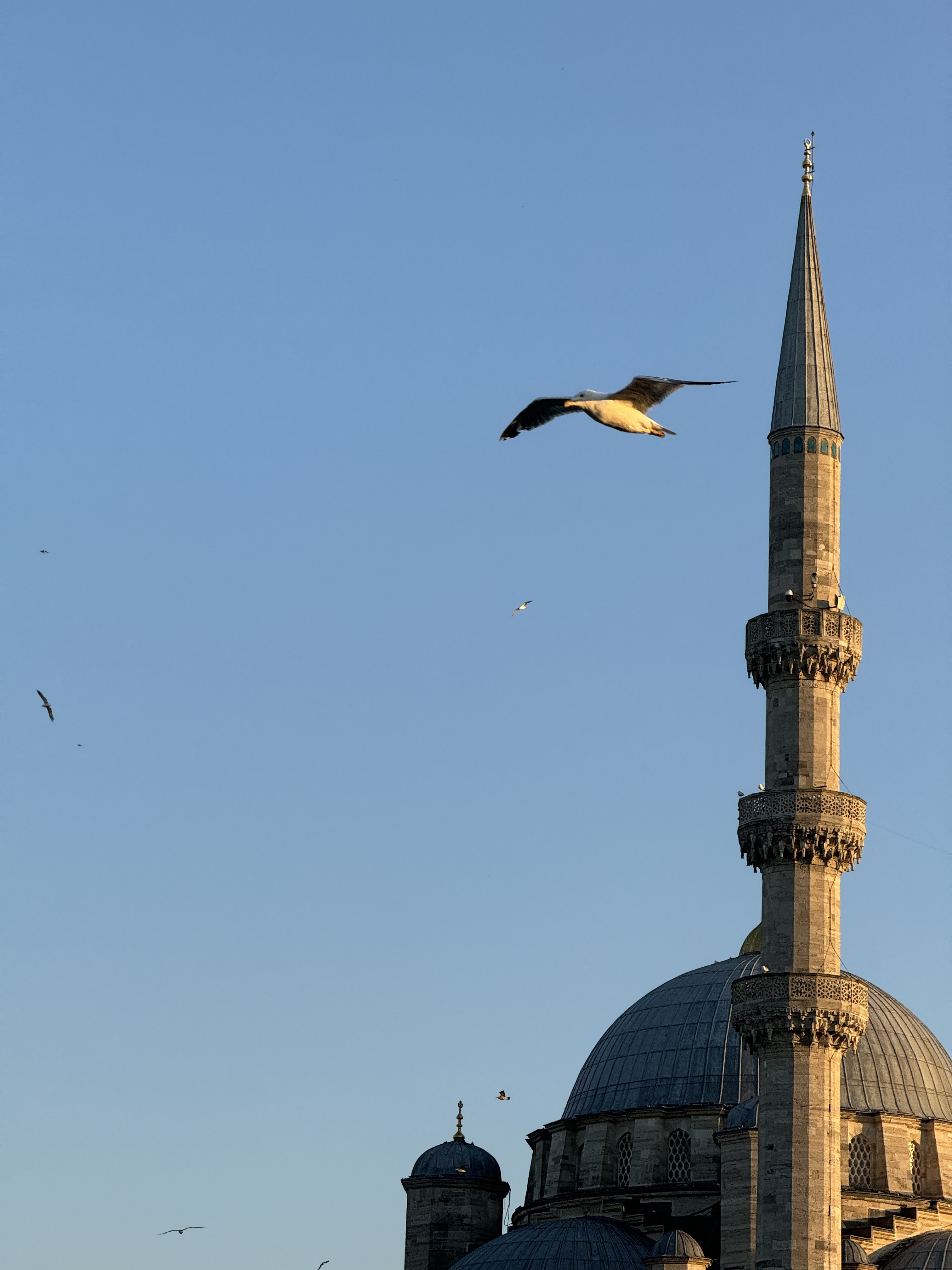 Arka planda minare olan bir martı