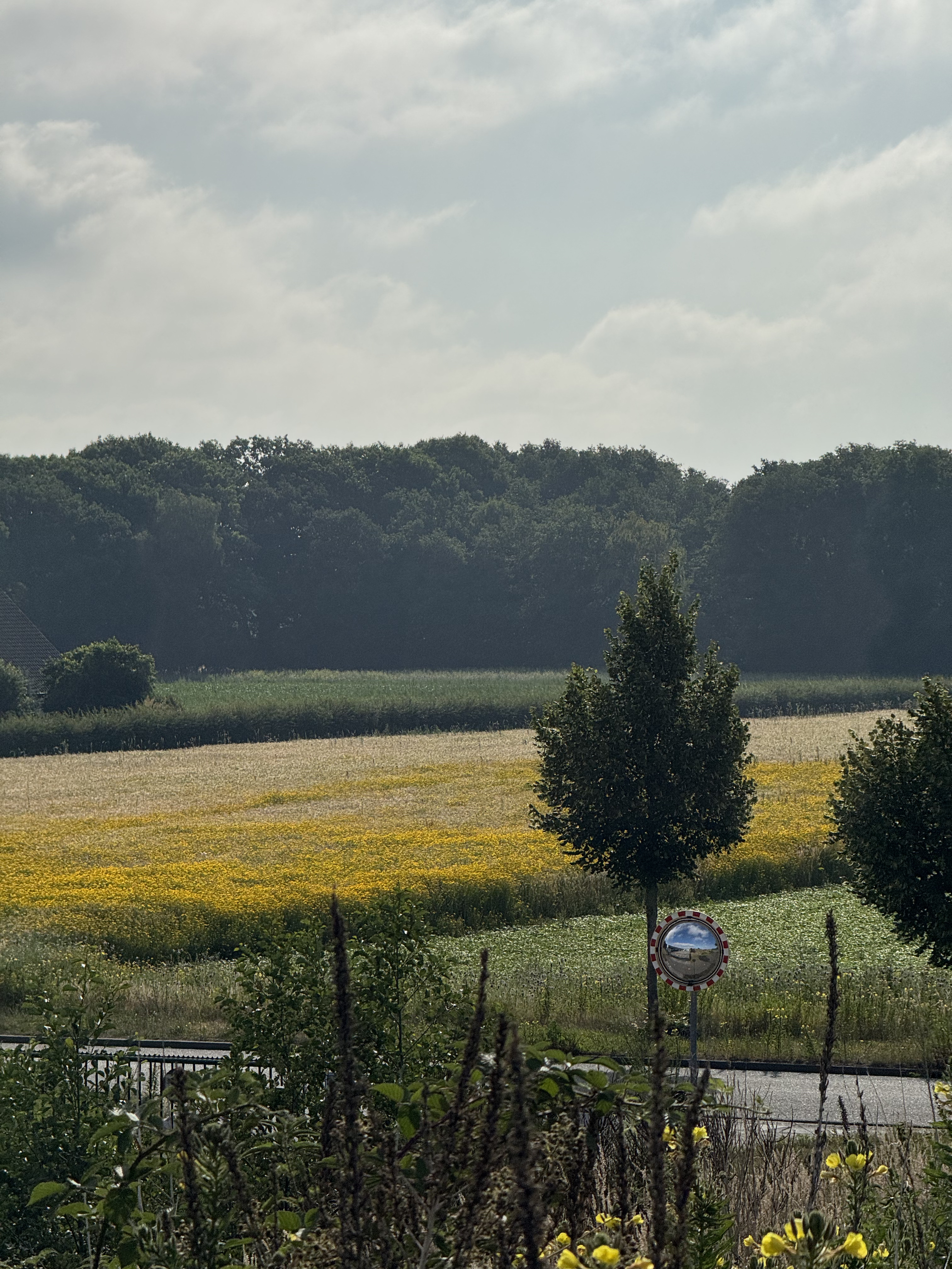 Bir tepeden tarlaların görünümü